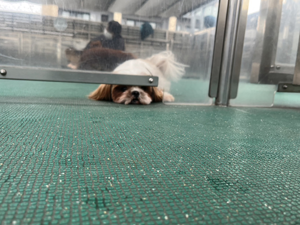☆生徒が撮影したモデル犬☆